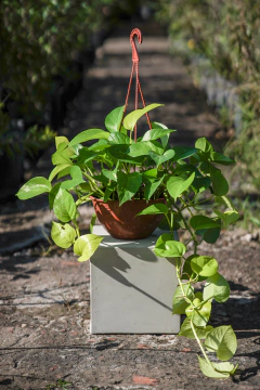 Pothus Lemon - comprar online