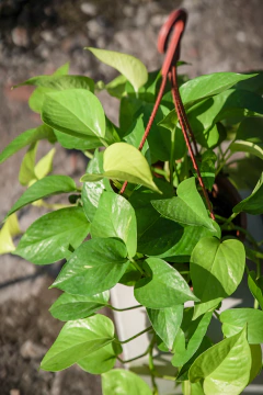 Pothus Lemon en internet