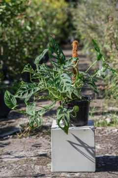 Philodendro Peruviano - comprar online