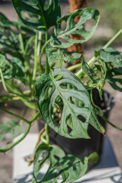 Philodendro Peruviano en internet