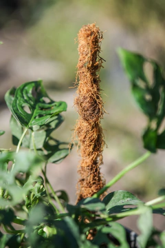 Philodendro Peruviano - Viveros El Botánico