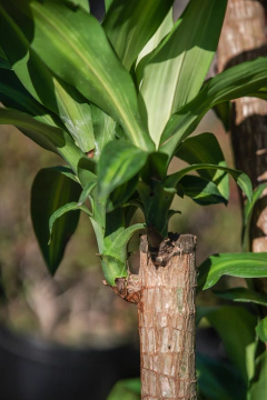 Imagen de Dracena Massageana (con tronco)
