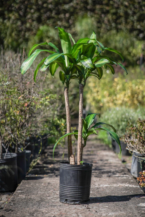 Dracena Massageana (con tronco) - comprar online