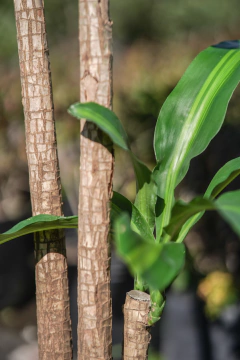 Dracena Massageana (con tronco) en internet