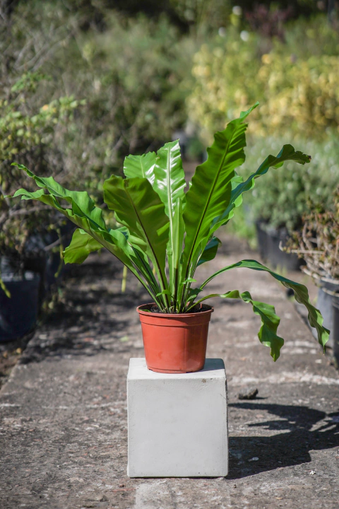 Asplemium (Nidus Avis) - comprar online