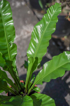 Asplemium (Nidus Avis) en internet