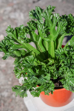 Asplemium Crissie - comprar online