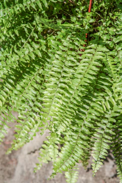 Helecho Junior - comprar online