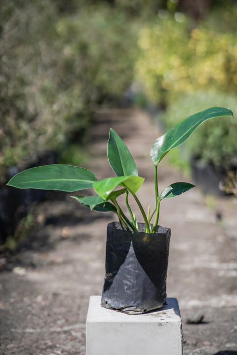 Philodendro Longuifolia - comprar online