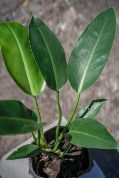 Philodendro Longuifolia en internet