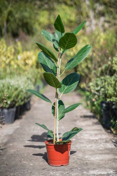 Ficus Audrey - comprar online