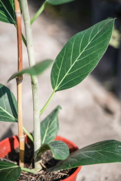 Ficus Audrey en internet