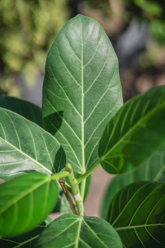 Imagen de Ficus Audrey