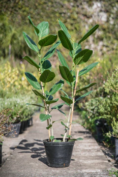 Ficus Audrey - Viveros El Botánico