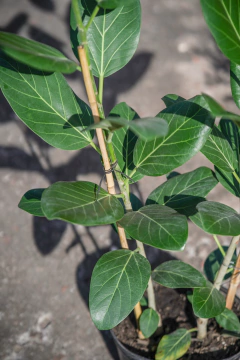 Ficus Audrey - tienda online