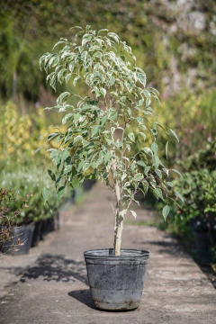 FICUS STARLINGHT - comprar online