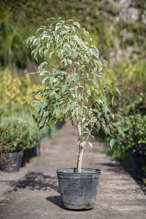 FICUS STARLINGHT - comprar online