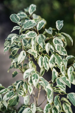 FICUS STARLINGHT en internet