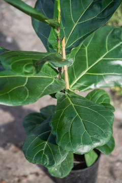 Ficus Lyrata Pandurata en internet