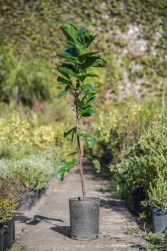 Ficus Lyrata Pandurata - Viveros El Botánico
