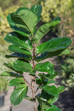 Ficus Lyrata Pandurata - tienda online