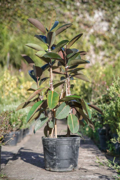 Ficus Elastica Cabernet - comprar online