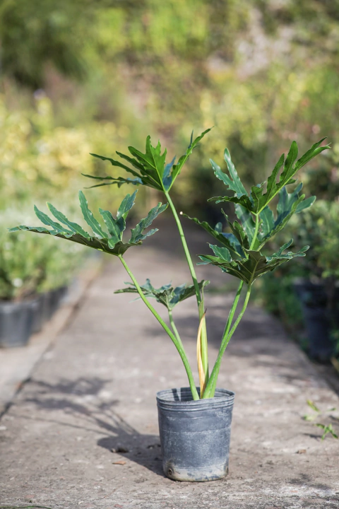 Philodendro Misionero - comprar online