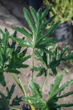 Philodendro Misionero en internet