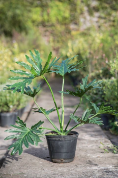 Philodendro Misionero - Viveros El Botánico