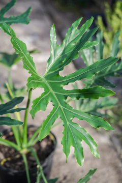 Philodendro Misionero - tienda online