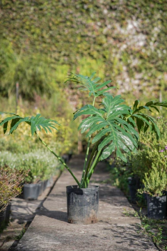 Philodendro Selloum - comprar online