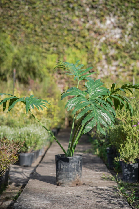 Philodendro Selloum - comprar online