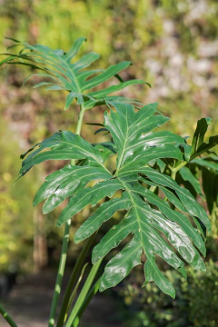 Philodendro Selloum en internet