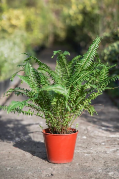 Helecho Jester Crown