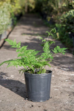 Helecho Pteris - comprar online