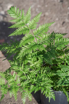 Helecho Pteris en internet