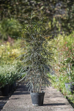 Dizygotheca Elegantissima - comprar online