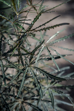 Dizygotheca Elegantissima en internet