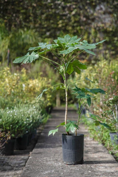 Aralia Sieboldi (Fatisia) - Viveros El Botánico