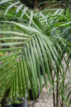 Palmito - Viveros El Botánico