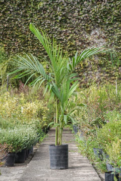 Seaphortia - tienda online