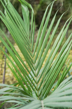 Imagen de Seaphortia