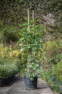 Scheflera Arbolicola Variegata