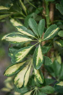 Scheflera Arbolicola Variegata en internet