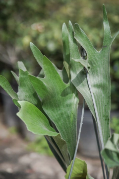 Platycerium Alcicorne en internet