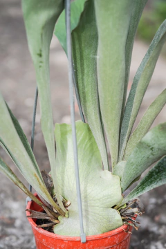Platycerium Alcicorne - Viveros El Botánico