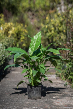 Spathiphyllum Wallisii en internet
