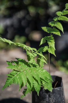 Helecho Dryopteris - comprar online