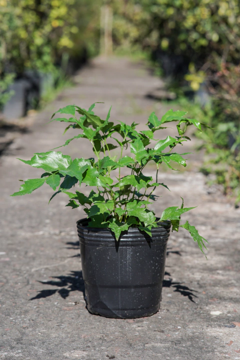 Helecho Cyrtomium - comprar online