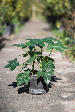 Aralia Sieboldi (Fatisia) - comprar online